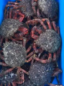 Appartement Port de Tréboul - Tréboul