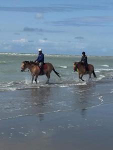 Appartements Le JV 1 cayeux sur mer baie de somme 100m plage : photos des chambres