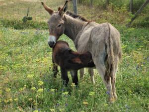 Agriturismo Lu Branu