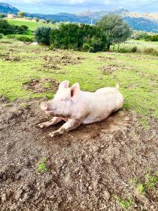 Agriturismo Lu Branu img52