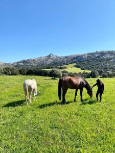 Agriturismo Lu Branu img18