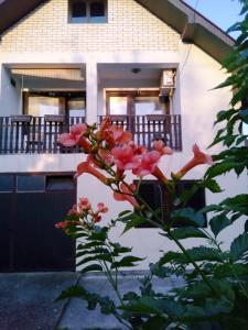 Apartments and rooms Villa Mačva - Banja Koviljača