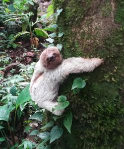 One Bedroom Villa on 20 Acres of Nature! "Bird Paradise"