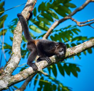 One Bedroom Villa on 20 Acres of Nature! "Bird Paradise"