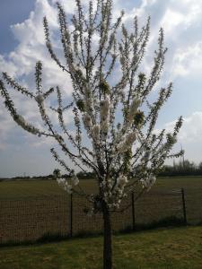 le vol au vent photo 18
