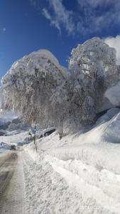 Appartamenti Presanella