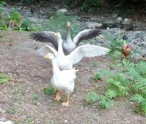 Gli Ulivi Bed & breakfast - Giucano