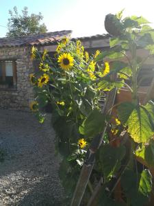 Maisons de vacances GITE DES CAMPAGNES : photos des chambres