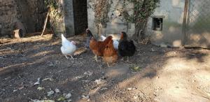 Maisons de vacances Gite du Colombier - Au coeur du Cru Morgon : photos des chambres