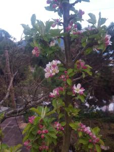 Airport Zürich Elwiras B & B