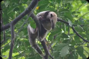 Casa Manglar Villa - Puerto Jiménez