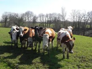 Glamping des 2 Marguerites - La Forêt-Auvray