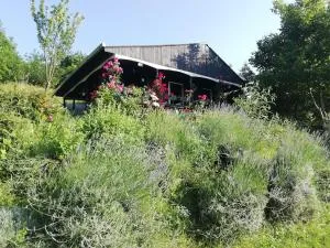 Baranja Black Hill's - Draž