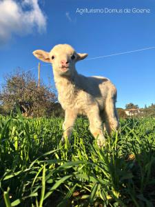 Domus de Goene img52