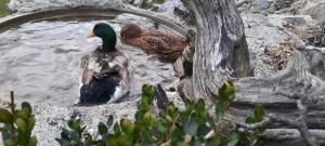 Jelenov breg pod Matajurem