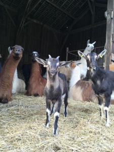 Sejours a la ferme Loire Valley Llama Farm Stay : photos des chambres