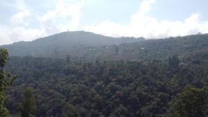 Cherry Blossom Homestay