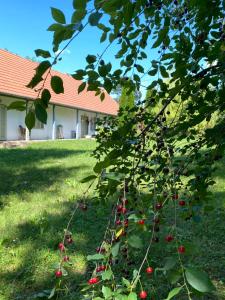 Hidden gem in the hills of Somogy County