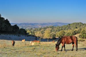 Hotels Domaine De Fraisse : photos des chambres