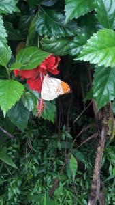 Rajalim Homestay