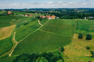 Wine & Tourism Bračko 