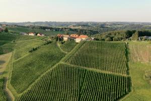 Wine & Tourism Bračko