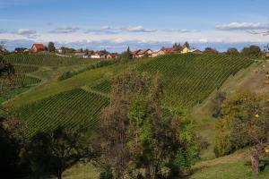 Wine & Tourism Bračko