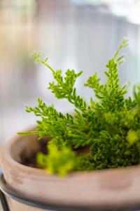 Marinas Luxury Apartment close to Acropolis