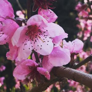 Appartements La Calade 1 bedroom Studio - Biot Village : photos des chambres