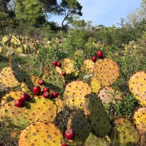 Appartements La Calade 1 bedroom Studio - Biot Village : photos des chambres