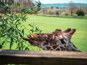 Les Lodges Du Reynou : photos des chambres