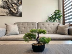 Shushis Central Studio Apartment