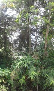 Ella Lucky Panoramic