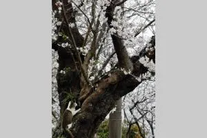 桜薫 熱川駅まで280メートル海水浴場まで500メートル - Inatori