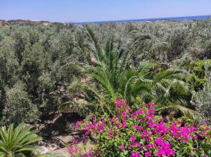 Melia's House Lasithi Greece