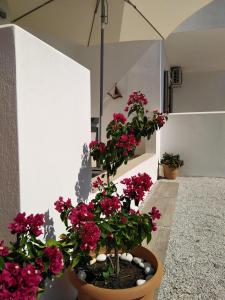 Skiathos Lagoterra Apartments Skiathos Greece