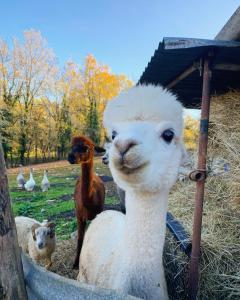 Sejours a la ferme La Ferme Des Vergnes : Mobile Home