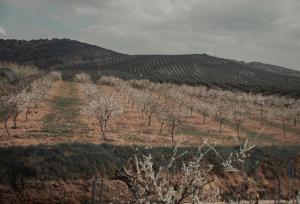 El Carmen