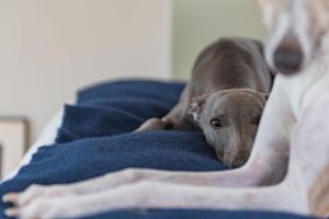 North Vat by Bloom Stays