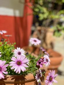 Symi Garden Studios Symi Greece