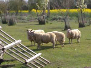 B&B / Chambres d'hotes B&B Ferme de La Rouzannerie pour 2 ou famille : photos des chambres