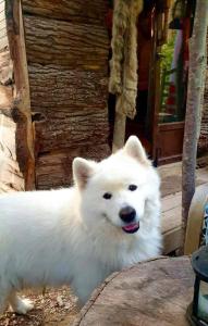 Chalets La Cabane Aux Loups : photos des chambres