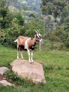 Cabaña Encanto de Luna