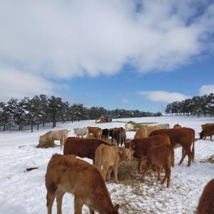 El rincón del molino