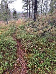 Forest Cabin in Swedish Lapland - A Retreat to Silence and Nature