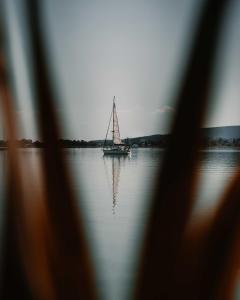 Fűzliget Ezüstnyár