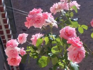 Maison Palmeral - Luc-sur-Aude