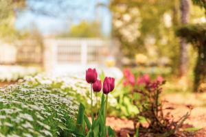 Apartment Villa Olga