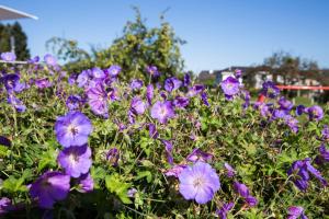 Hotel Schäfli Siebnen