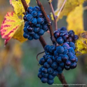Maisons de vacances Gite Des Vignes : photos des chambres